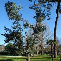 Eucalyptus gunnii